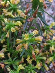 Pedicularis labradorica