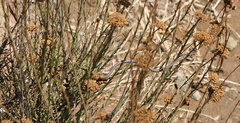 Psammophis crucifer