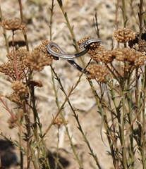 Psammophis crucifer