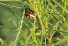 Leptinotarsa lineolata