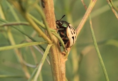 Leptinotarsa lineolata