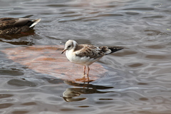 Chroicocephalus ridibundus