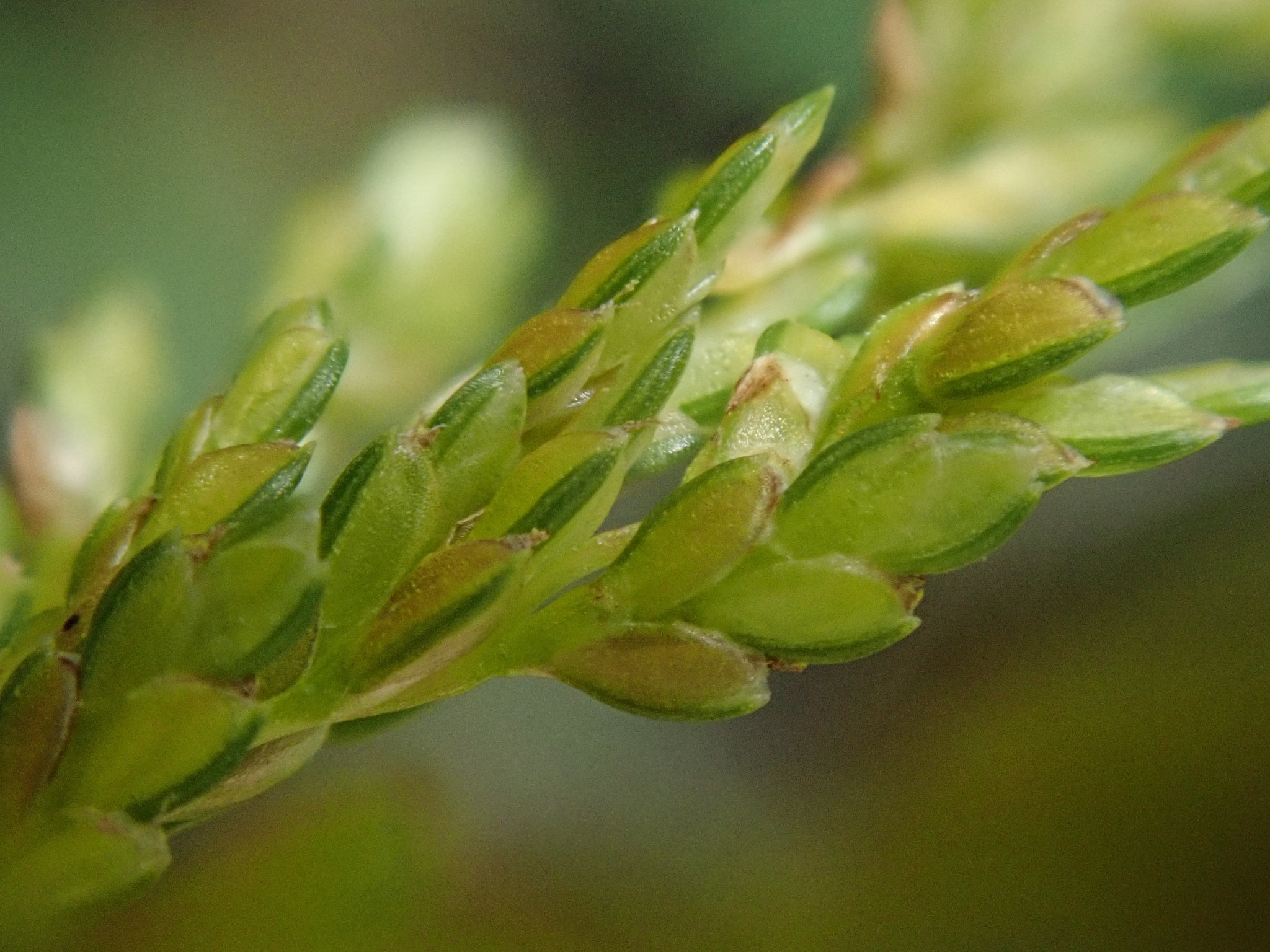 Cyperus iria