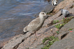 Larus argentatus