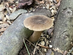Lactifluus gerardii