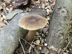 Lactifluus gerardii