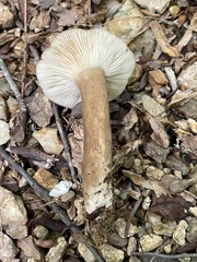 Lactifluus gerardii