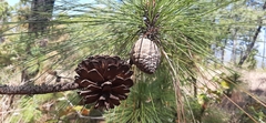 Pinus oocarpa