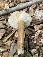 Lactifluus gerardii