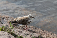Larus argentatus