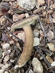 Lactifluus gerardii