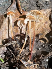 Marasmius elegans