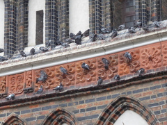 Columba livia domestica