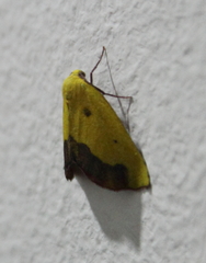 Drepanogynis cambogiaria