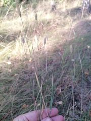 Phleum pratense nodosum