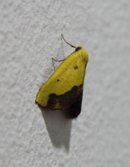 Drepanogynis cambogiaria