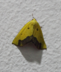 Drepanogynis cambogiaria