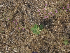Lupinus hispanicus