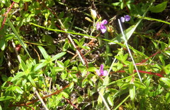 Polygala illepida