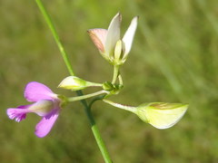 Polygala illepida