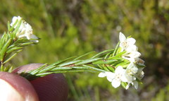 Lachnaea diosmoides