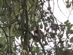 Passer domesticus