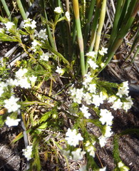 Lachnaea diosmoides