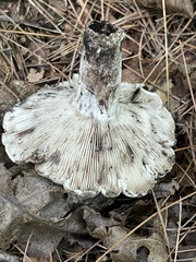 Russula anthracina