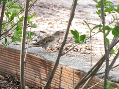 Passer domesticus