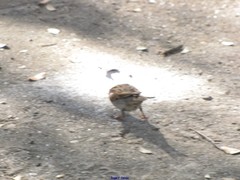 Passer domesticus