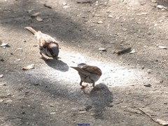 Passer domesticus