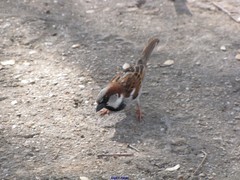 Passer domesticus