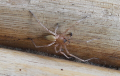 Cheiracanthium furculatum