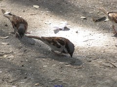 Passer domesticus