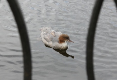 Mergus merganser