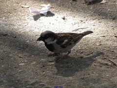 Passer domesticus