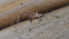 Cheiracanthium furculatum