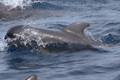 Globicephala
