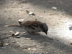 Passer domesticus