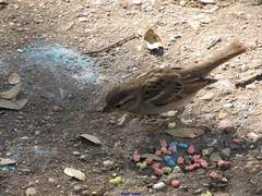 Passer domesticus