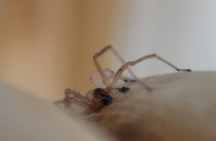 Cheiracanthium furculatum