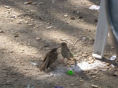 Passer domesticus