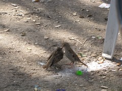Passer domesticus