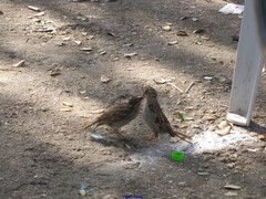 Passer domesticus