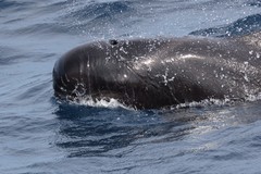 Globicephala