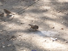 Passer domesticus