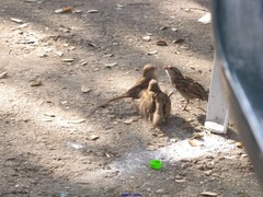 Passer domesticus