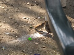 Passer domesticus