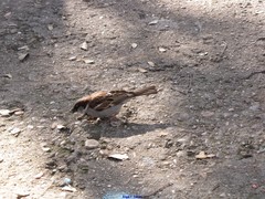 Passer domesticus