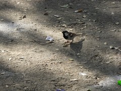 Passer domesticus
